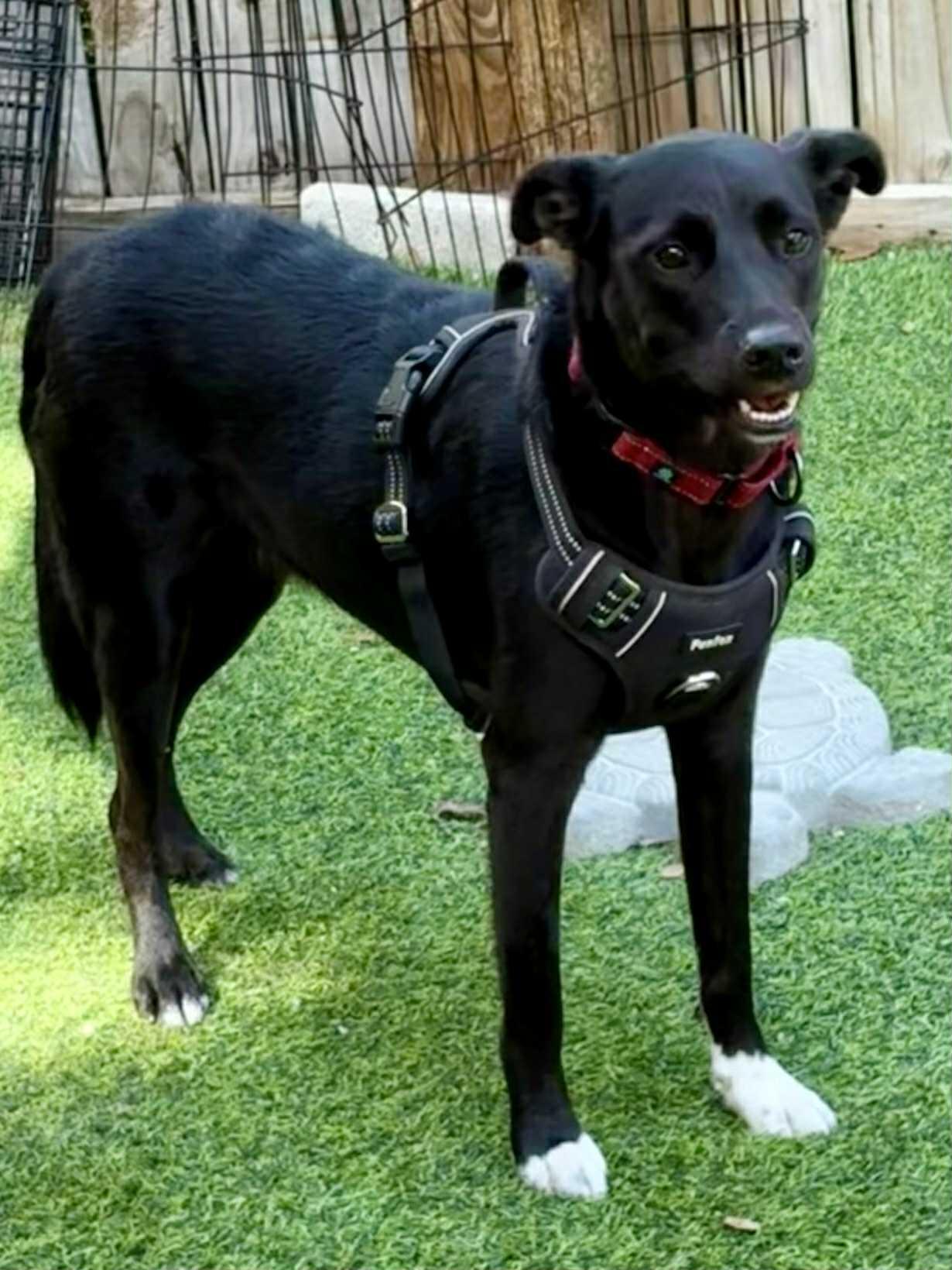 Enlarge MONICA- Needs a foster or adopter, a Adoptable mixed breed in Largo, FL image 5/6