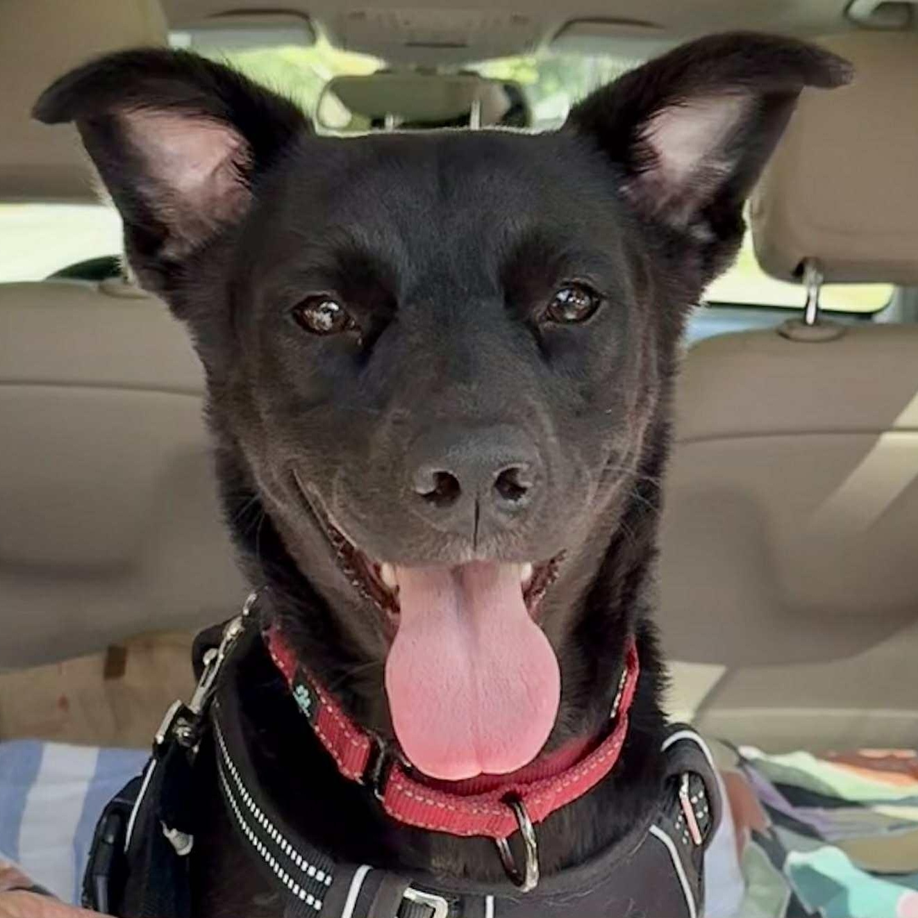 Enlarge MONICA- Needs a foster or adopter, a Adoptable mixed breed in Largo, FL image 3/6