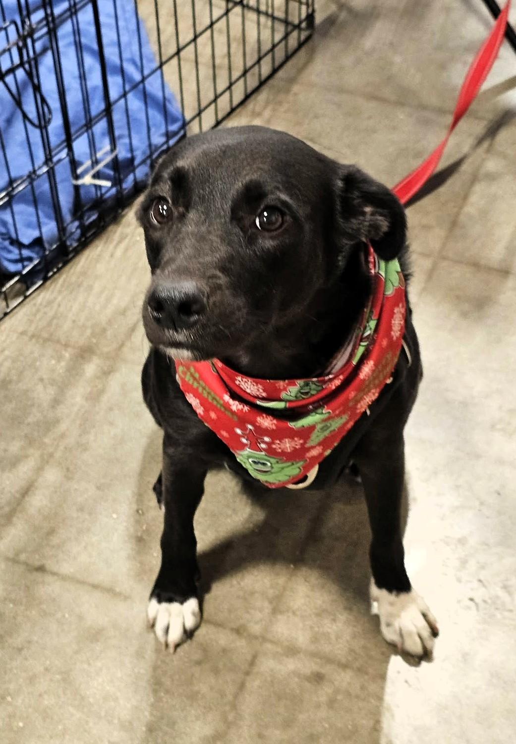 Enlarge MONICA- Needs a foster or adopter, a Adoptable mixed breed in Largo, FL image 2/6