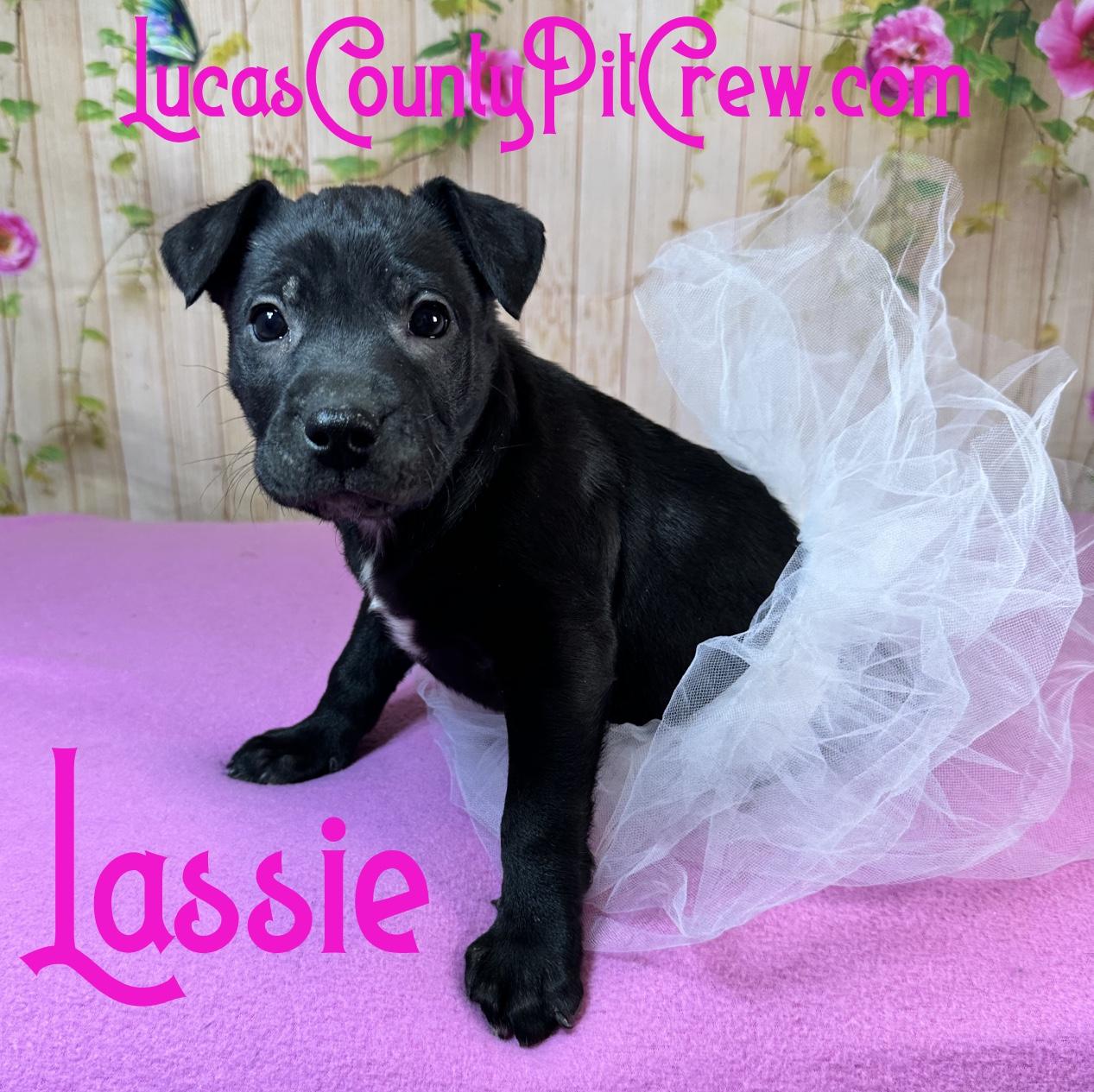 Enlarge Lassie, an adopted mixed breed in Toledo, OH image 1/1