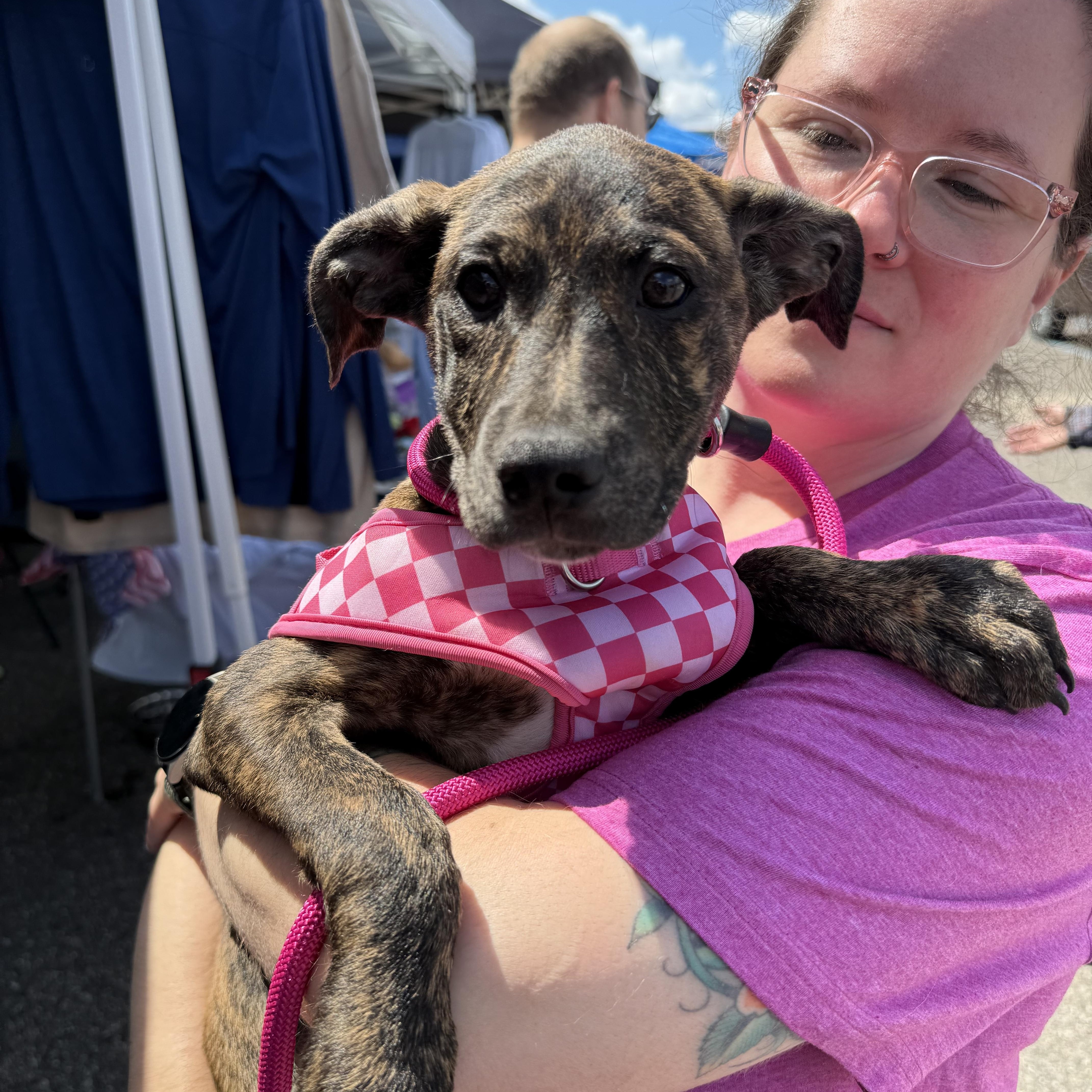 Enlarge Jayna, a ADOPTABLE mixed breed in Pleasant Ridge, MI image 1/5