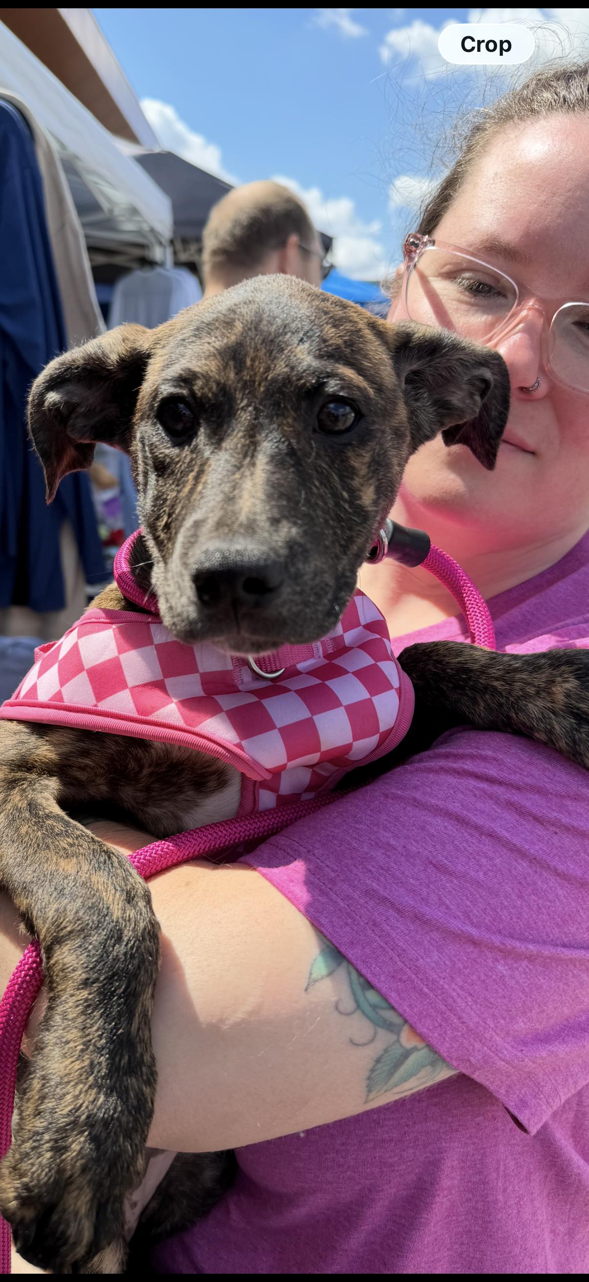 Enlarge Jayna, a ADOPTABLE mixed breed in Pleasant Ridge, MI image 5/5