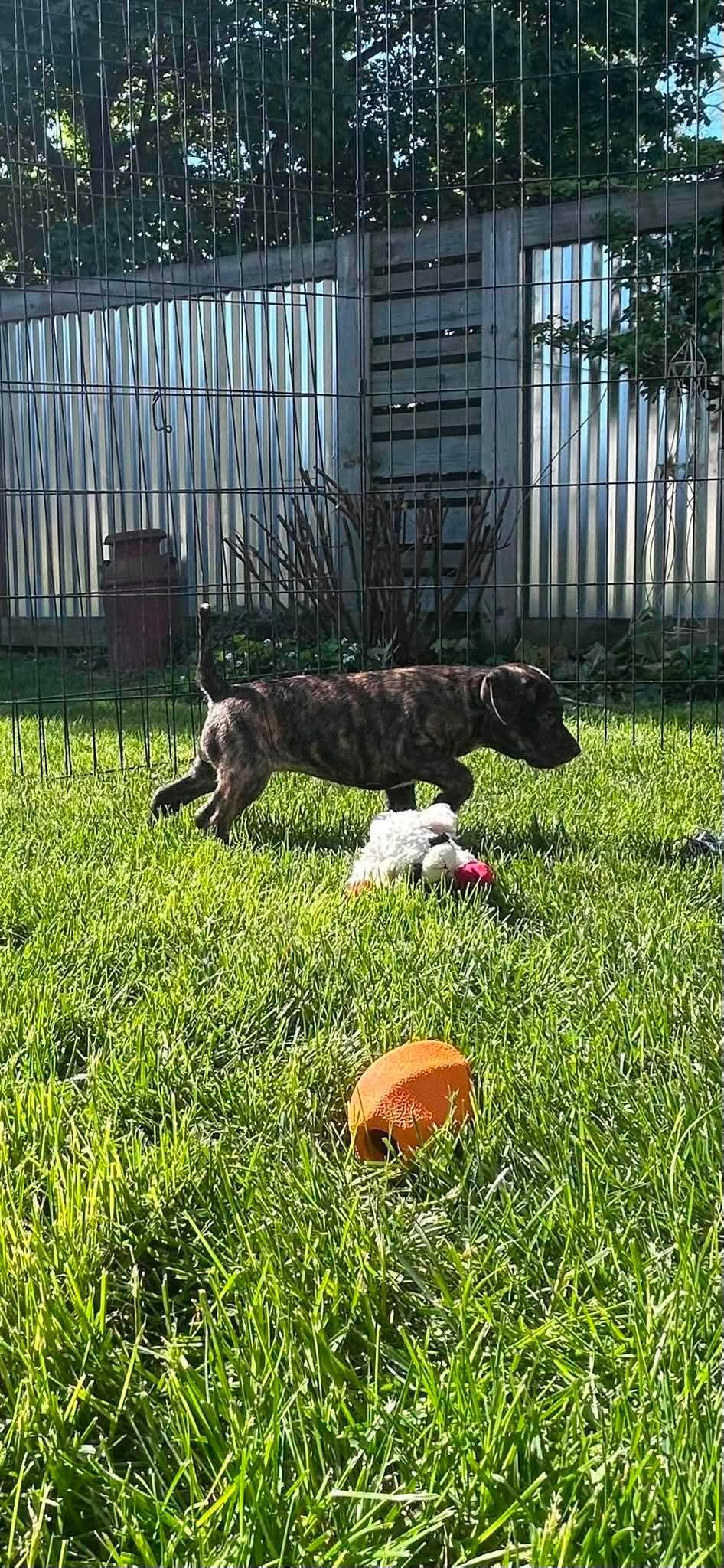 Jayna, a ADOPTABLE mixed breed in Pleasant Ridge, MI image 2/2