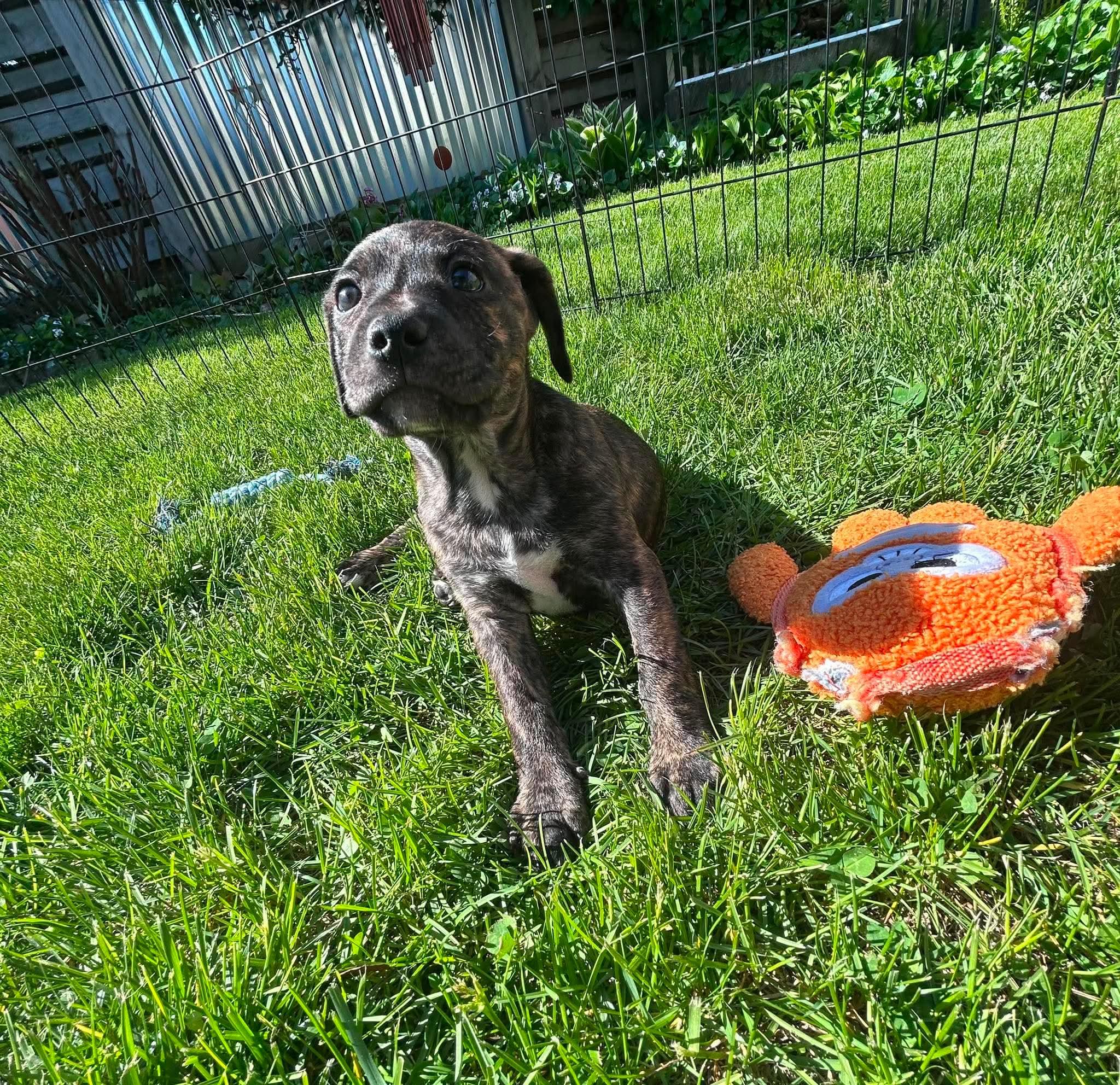 Jayna, a ADOPTABLE mixed breed in Pleasant Ridge, MI image 1/2