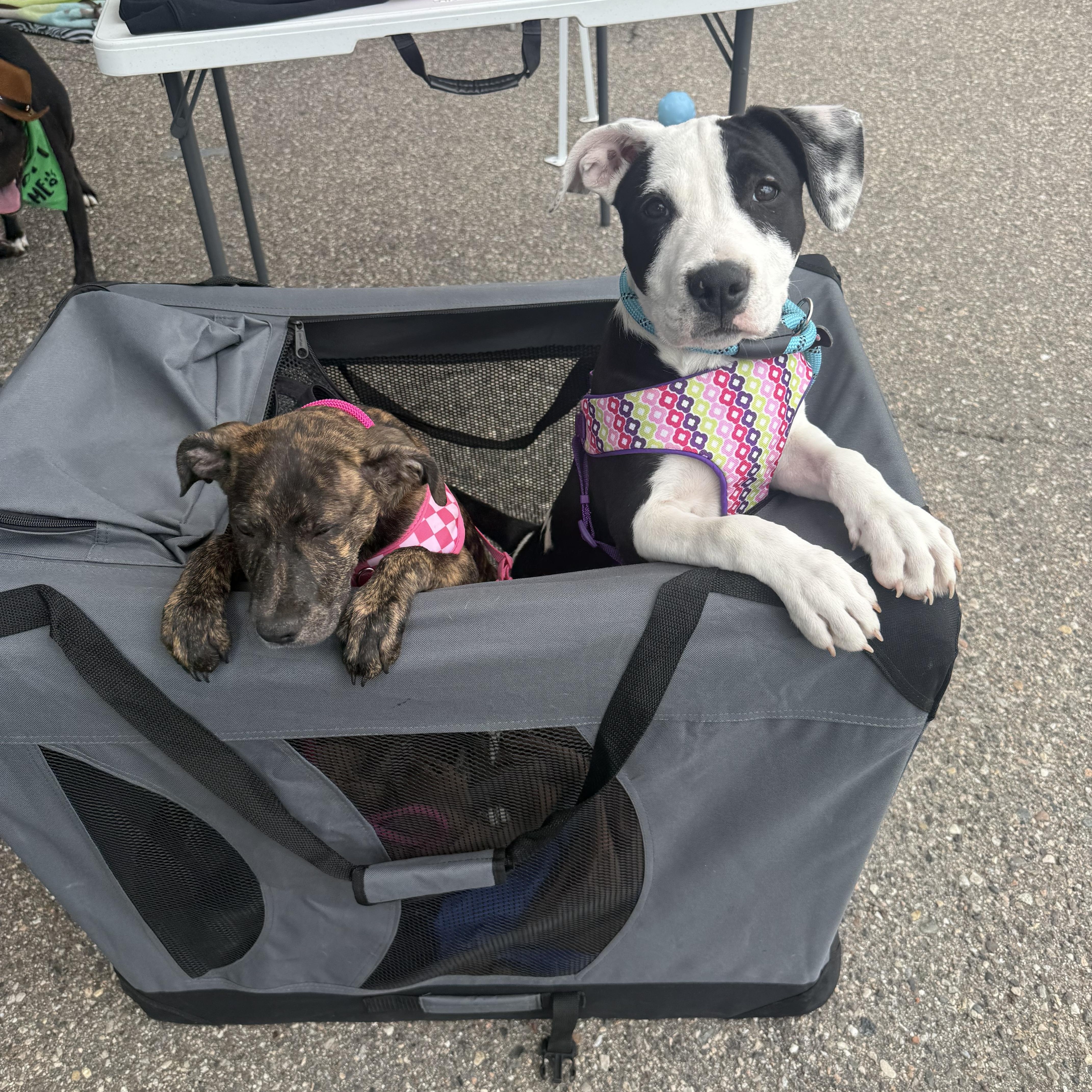 Enlarge Jayna, a ADOPTABLE mixed breed in Pleasant Ridge, MI image 4/5