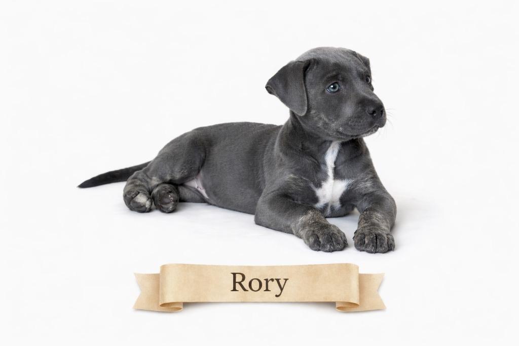 Rory — thumbnail 2