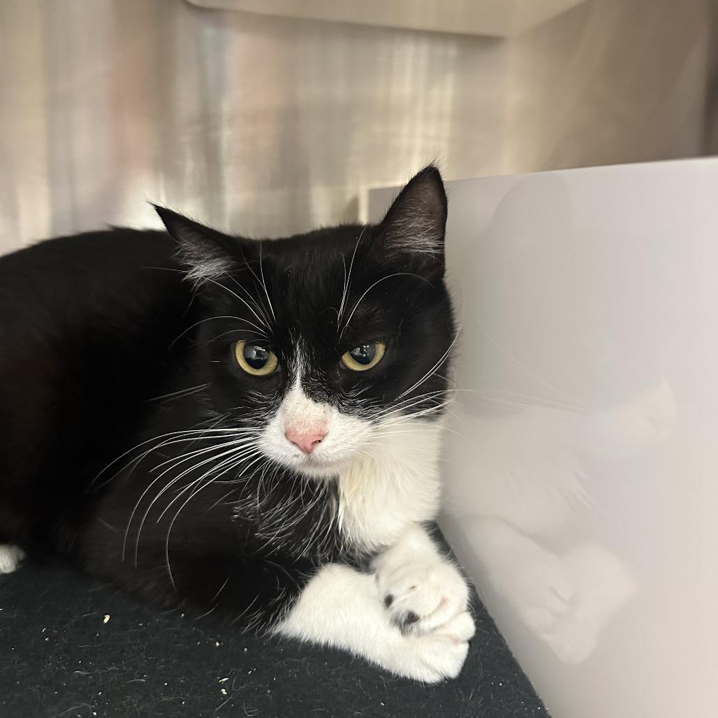 Enlarge Rapunzel, a Adoptable Domestic Short Hair in Santa Barbara, CA image 1/1