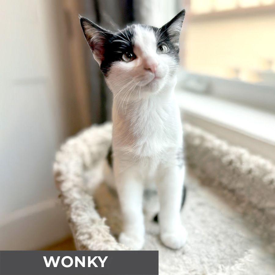 Wonky, a Adoption Pending Domestic Short Hair in Etobicoke, ON image 1/2