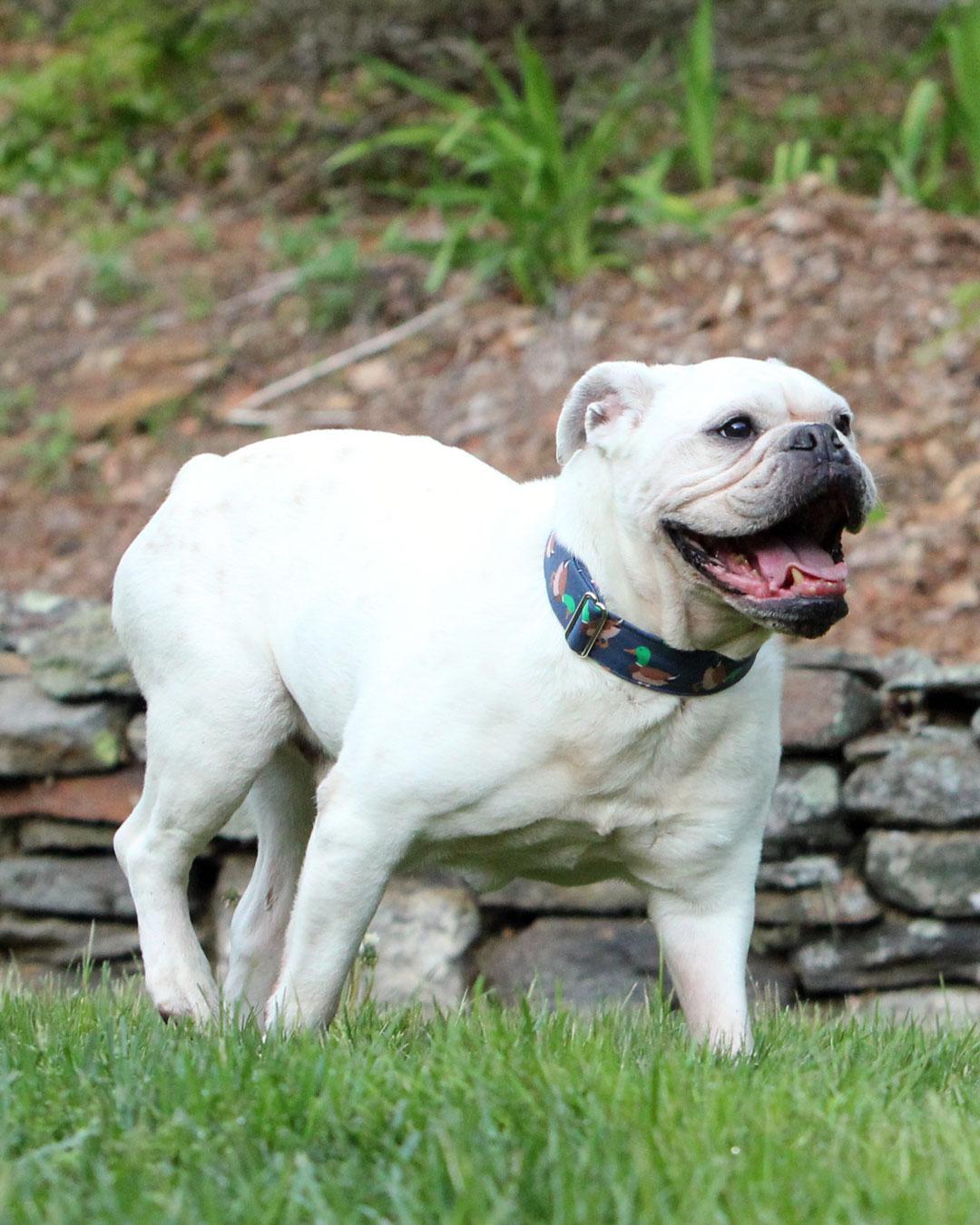 Enlarge BamBam, a Adoptable American Bulldog in Westminster, MA image 1/3