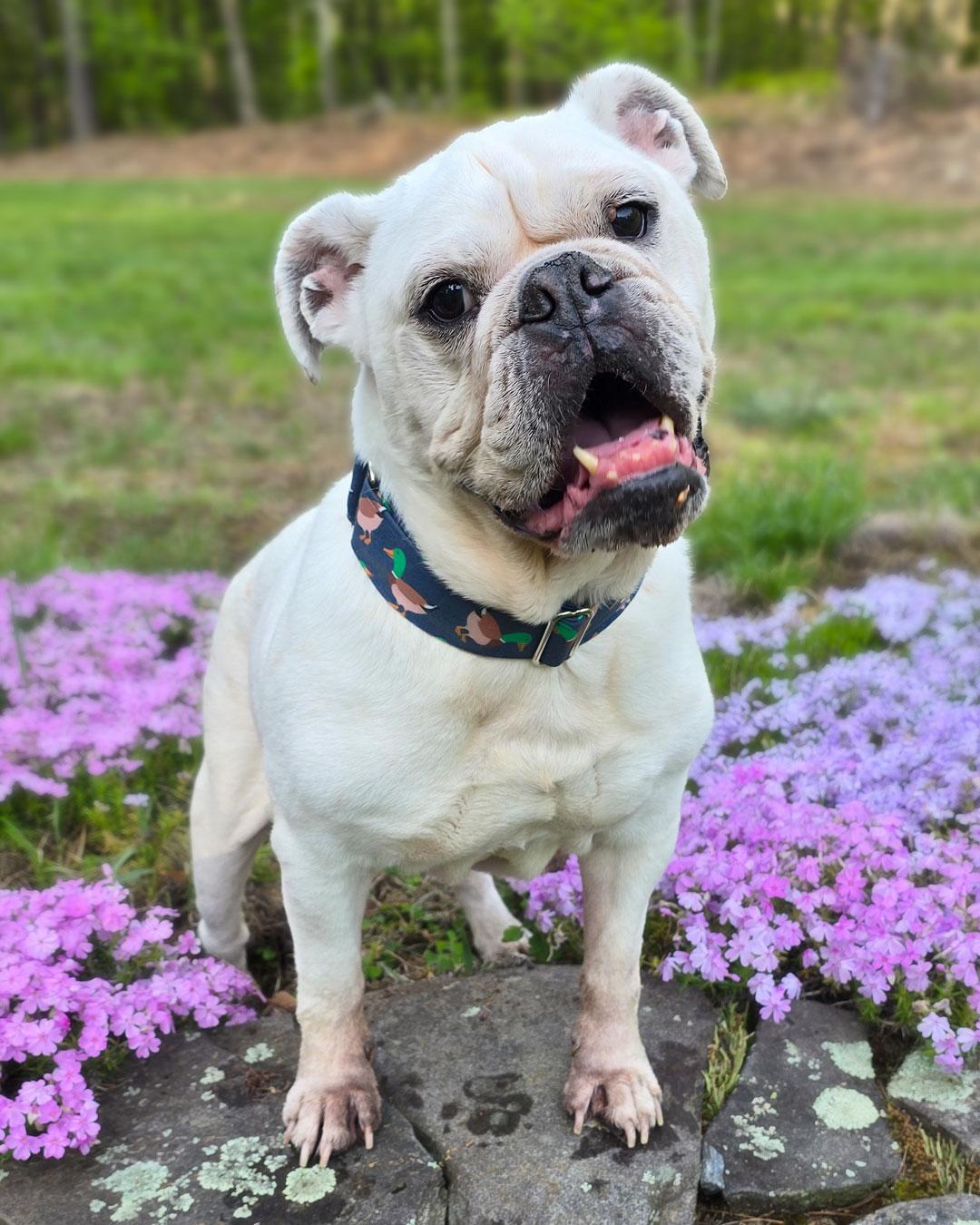 Enlarge BamBam, a Adoptable American Bulldog in Westminster, MA image 2/3