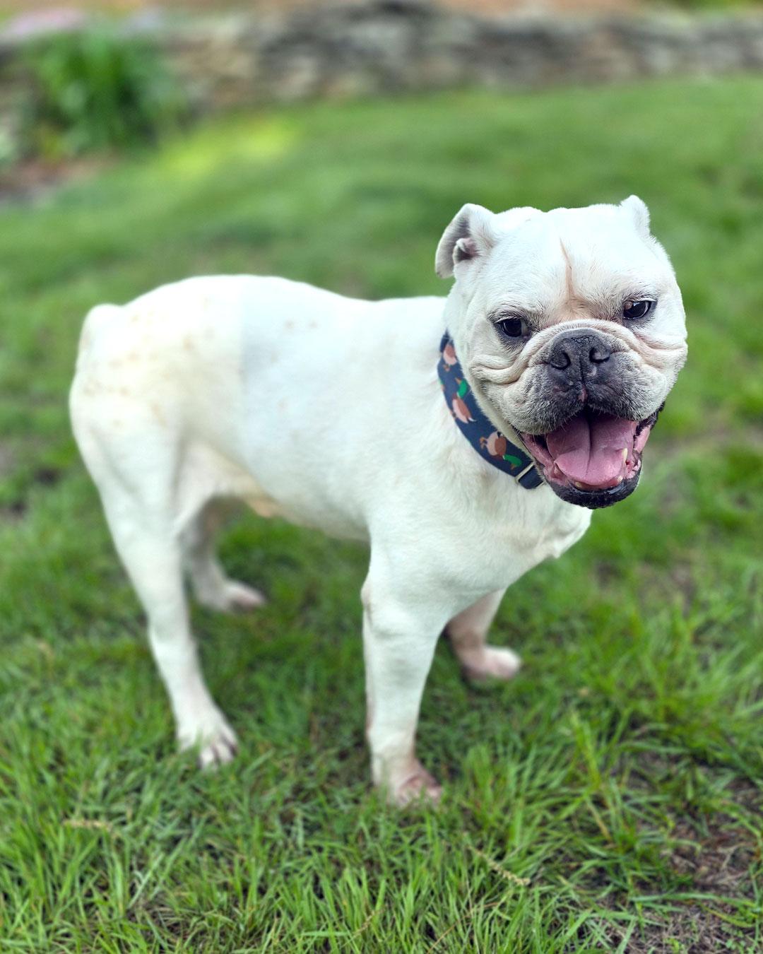 Enlarge BamBam, a Adoptable American Bulldog in Westminster, MA image 3/3
