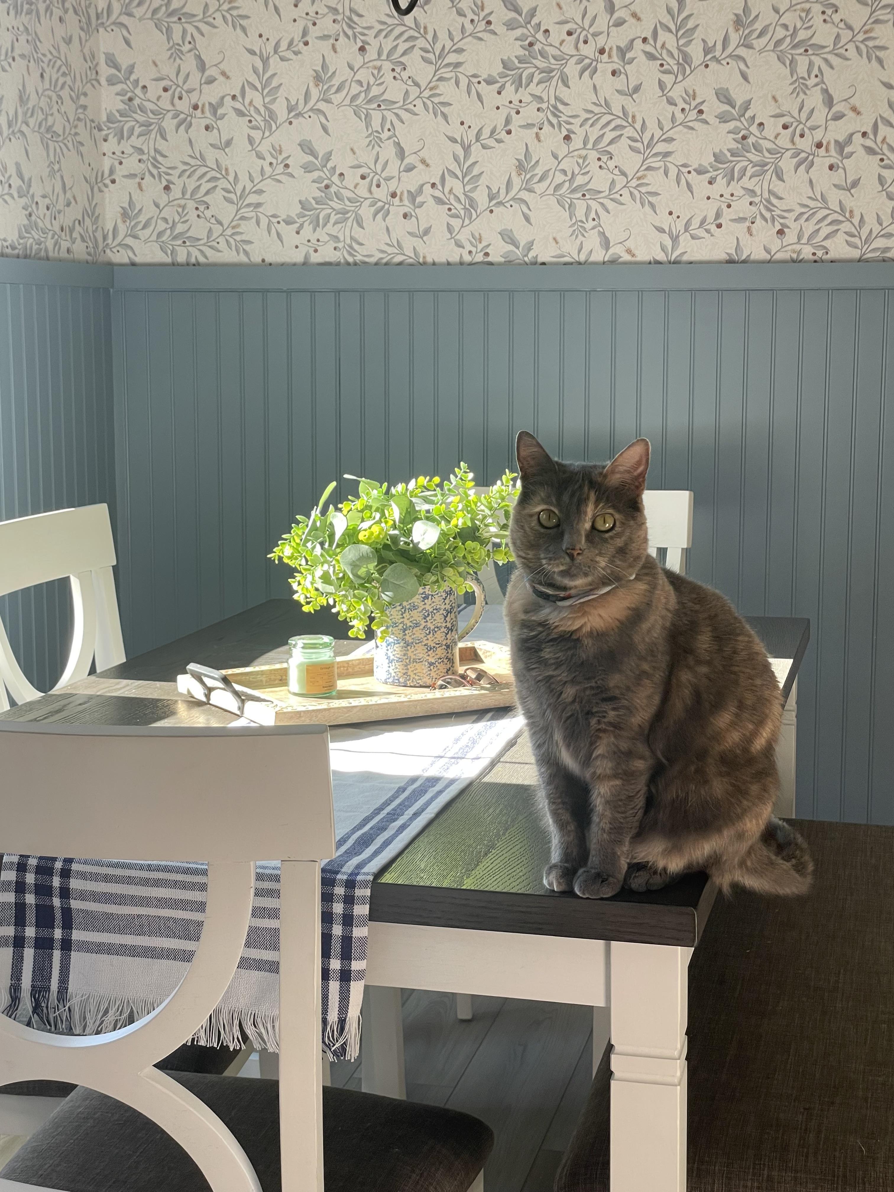 Stripes, an adopted Dilute Tortoiseshell in Parker, TX image 3/3