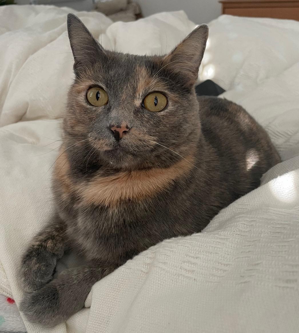 Stripes, an adopted Dilute Tortoiseshell in Parker, TX image 1/3