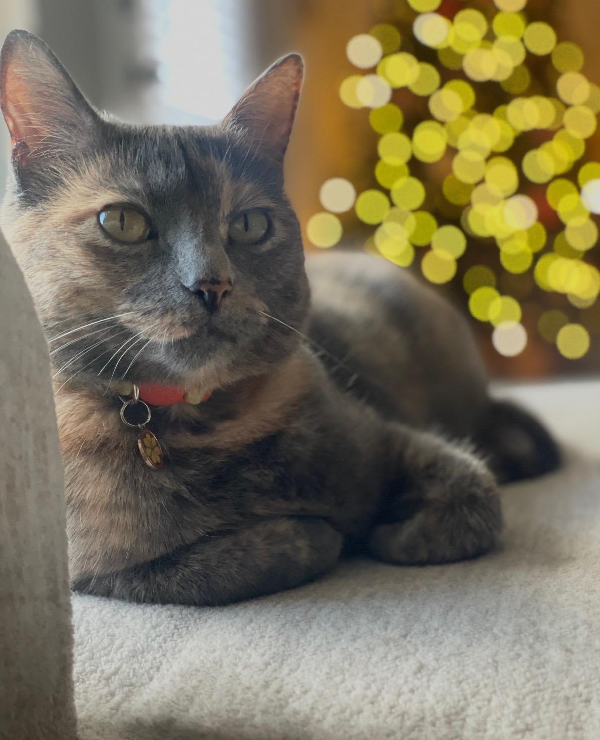 Stripes, an adopted Dilute Tortoiseshell in Parker, TX image 2/3