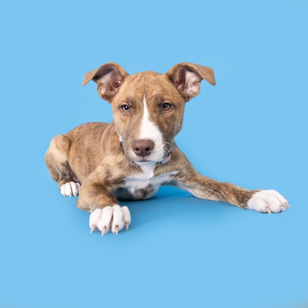 Bella, Adoptable, Puppy Female Australian Shepherd & Mixed Breed.