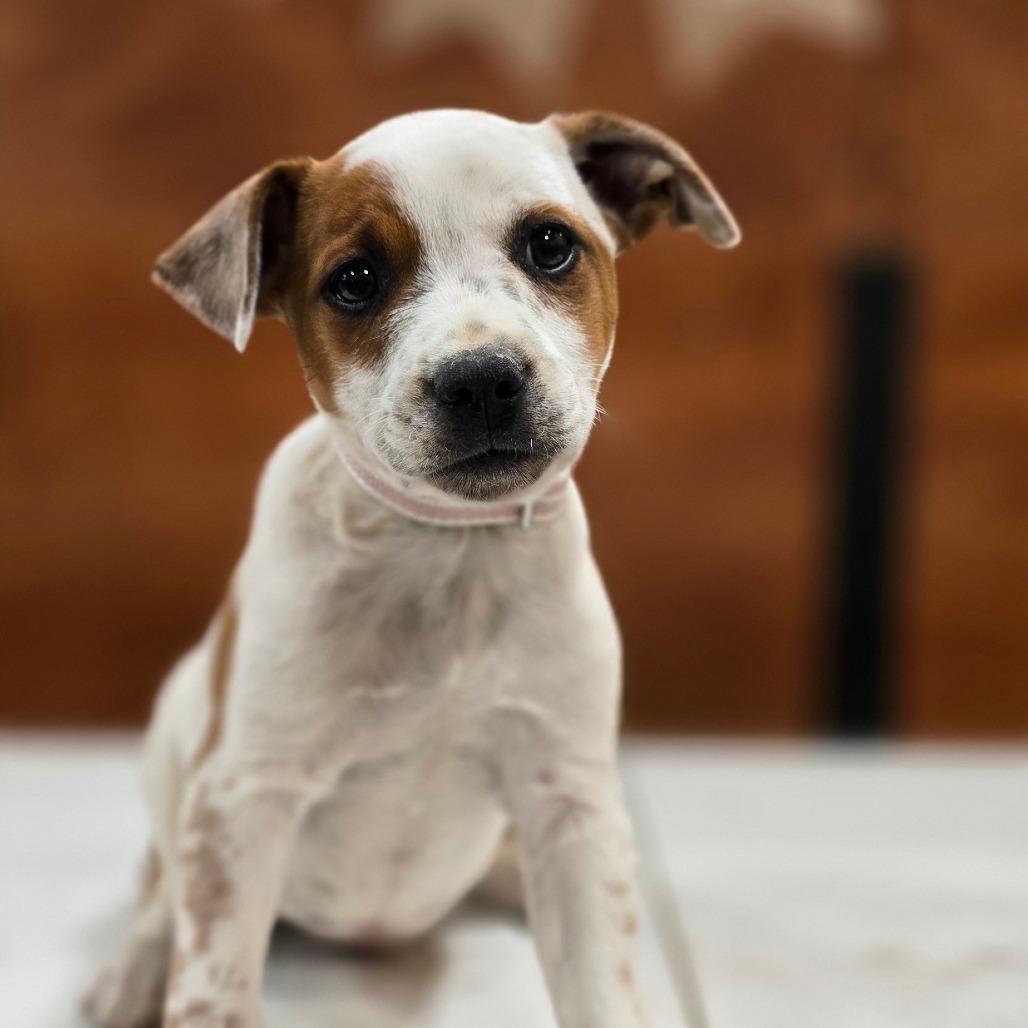Promise, Adoptable, Puppy Female Cattle Dog & American Bulldog.