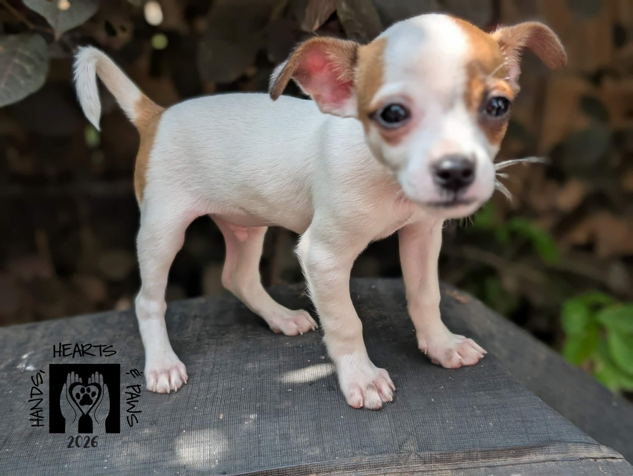 Enlarge Krang, an adoptable mixed breed in Omaha, NE image 3/3