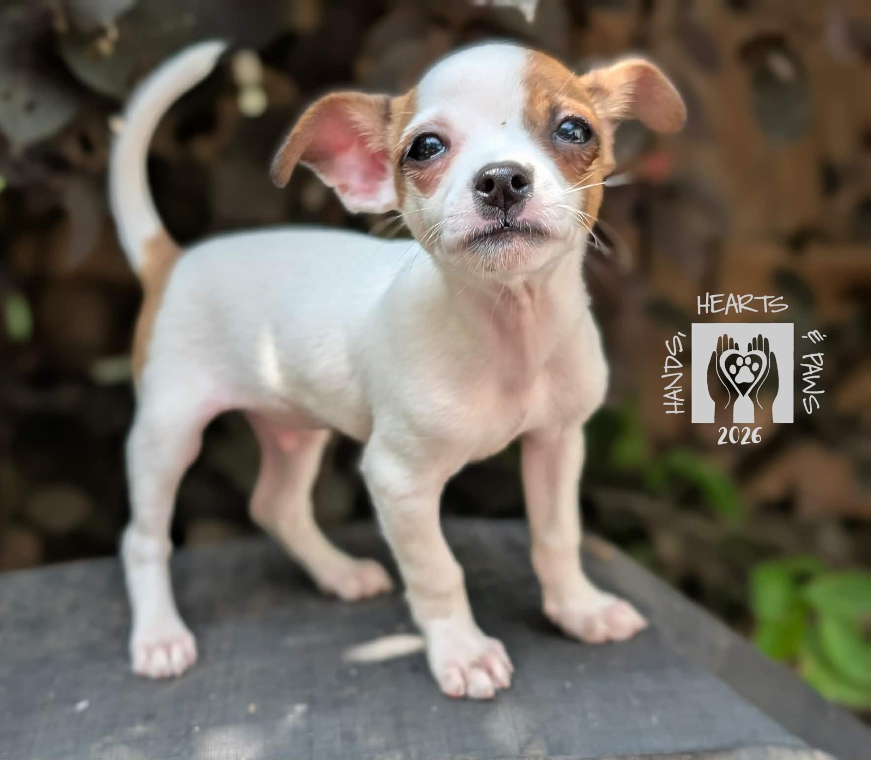 Enlarge Krang, an adoptable mixed breed in Omaha, NE image 2/3