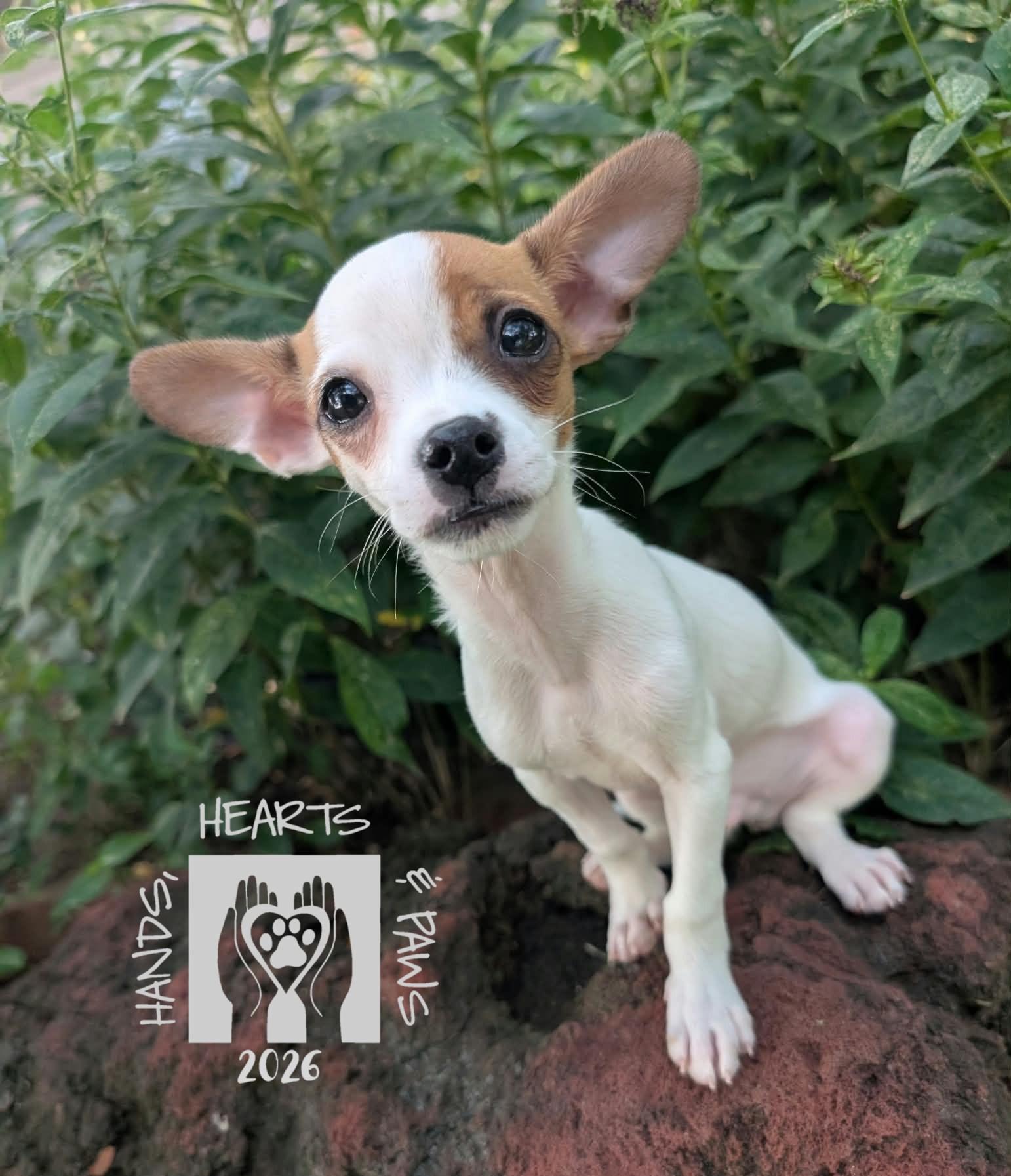 Enlarge Krang, an adoptable mixed breed in Omaha, NE image 1/3