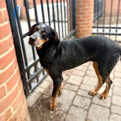 Sassafras, Adoptable, Adult Female Black and Tan Coonhound & Mixed Breed.