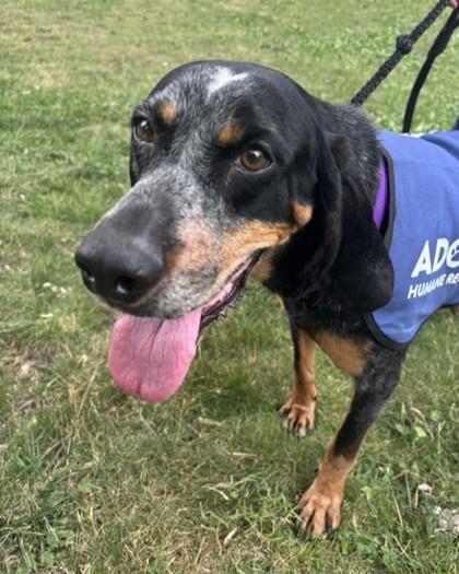 Enlarge Sassafras, a Adoptable mixed breed in Washington, DC image 2/3