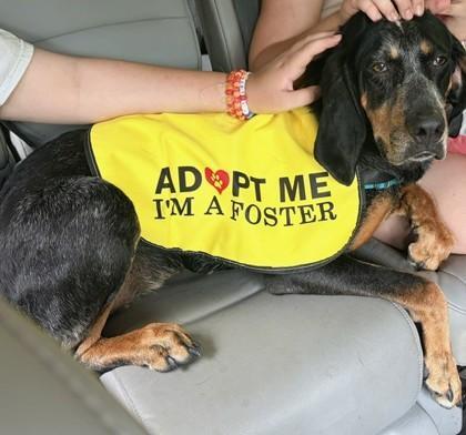 Enlarge Sassafras, a Adoptable mixed breed in Washington, DC image 3/3