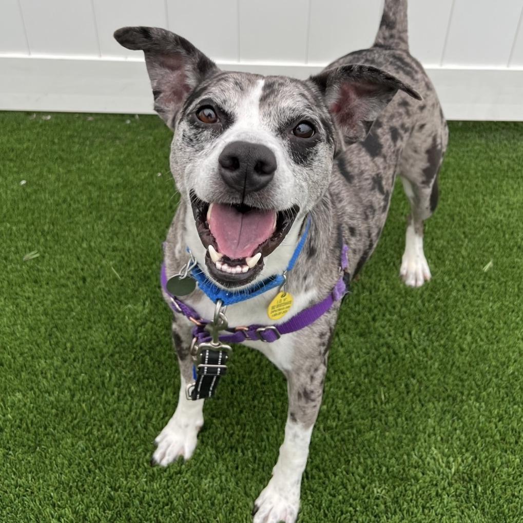 Odie, Adoptable, Adult Male Mixed Breed.