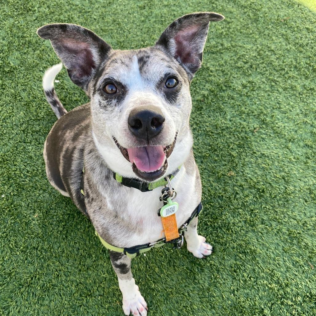 Enlarge Odie, a Adoptable Mixed Breed in Naperville, IL image 2/6