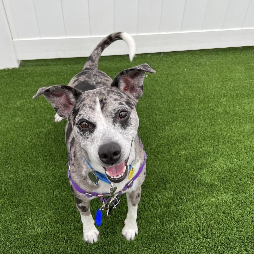 Enlarge Odie, a Adoptable Mixed Breed in Naperville, IL image 3/6