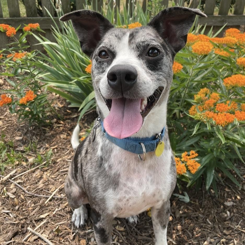 Enlarge Odie, a Adoptable Mixed Breed in Naperville, IL image 4/6