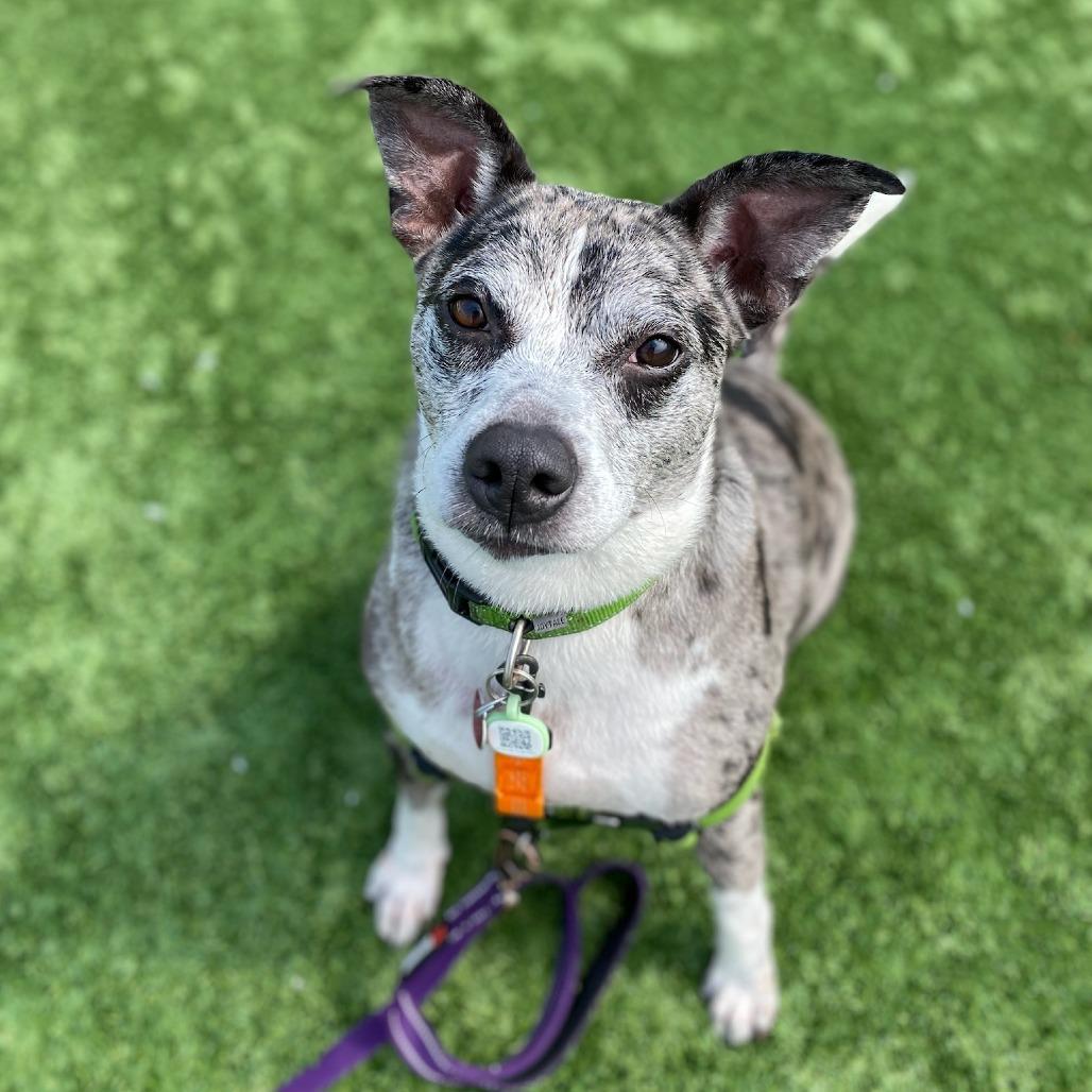 Enlarge Odie, a Adoptable Mixed Breed in Naperville, IL image 6/6