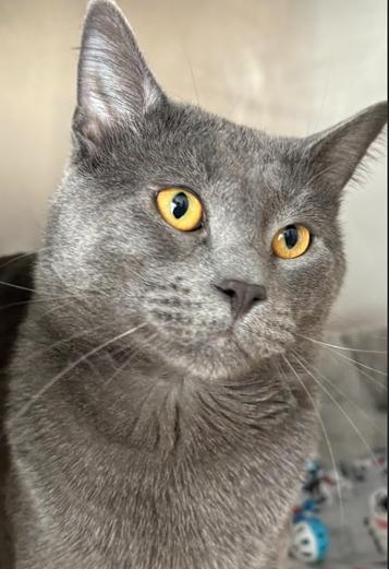 Lucifer, ADOPTABLE, Adult Male Domestic Short Hair.