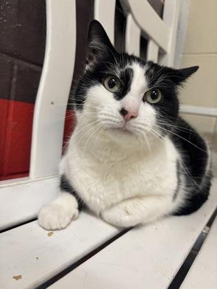 Boogie *BONDED W SOCKS*, ADOPTABLE, Adult Male Domestic Short Hair.
