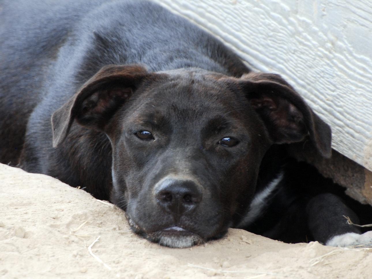 Orange girl, a Adoptable mixed breed in Madisonville, TX image 2/6