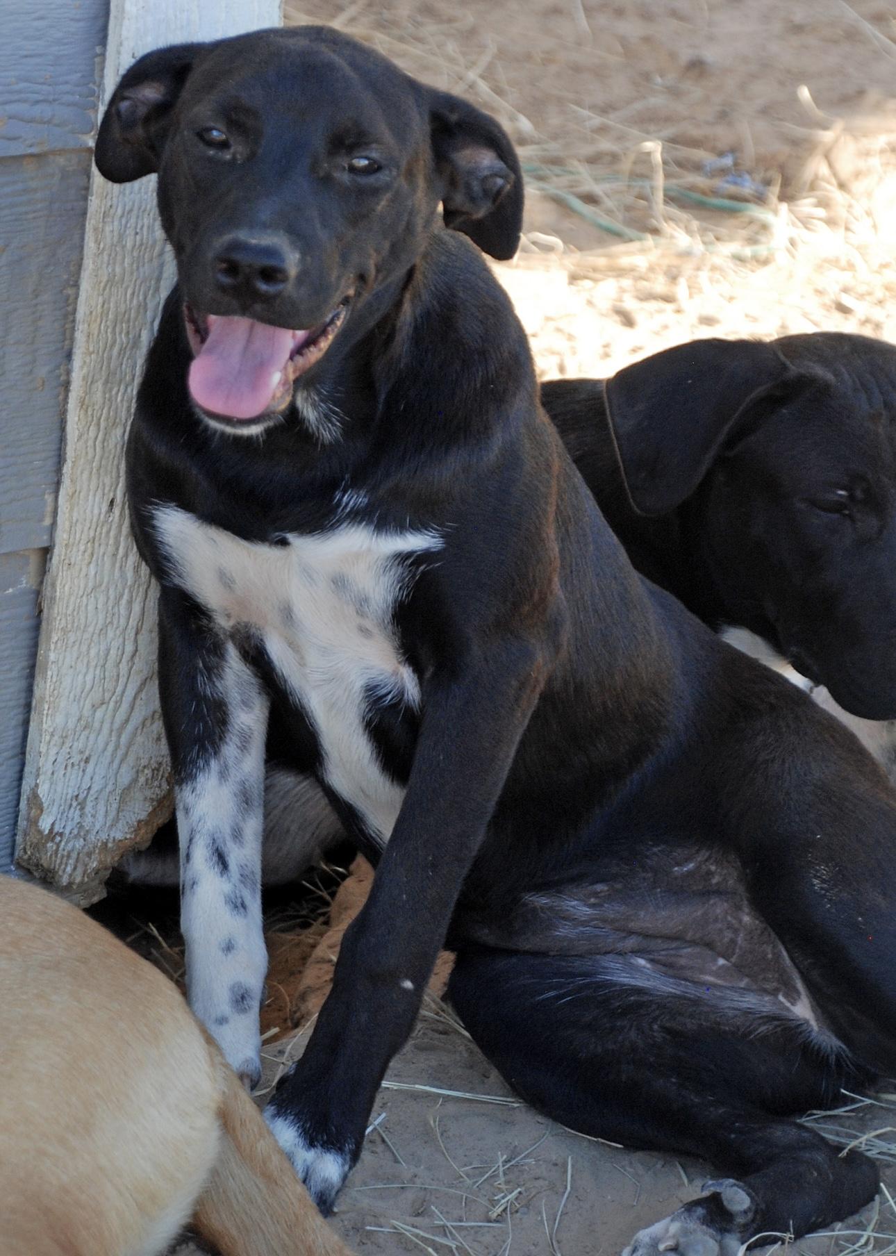Orange girl, a Adoptable mixed breed in Madisonville, TX image 4/6