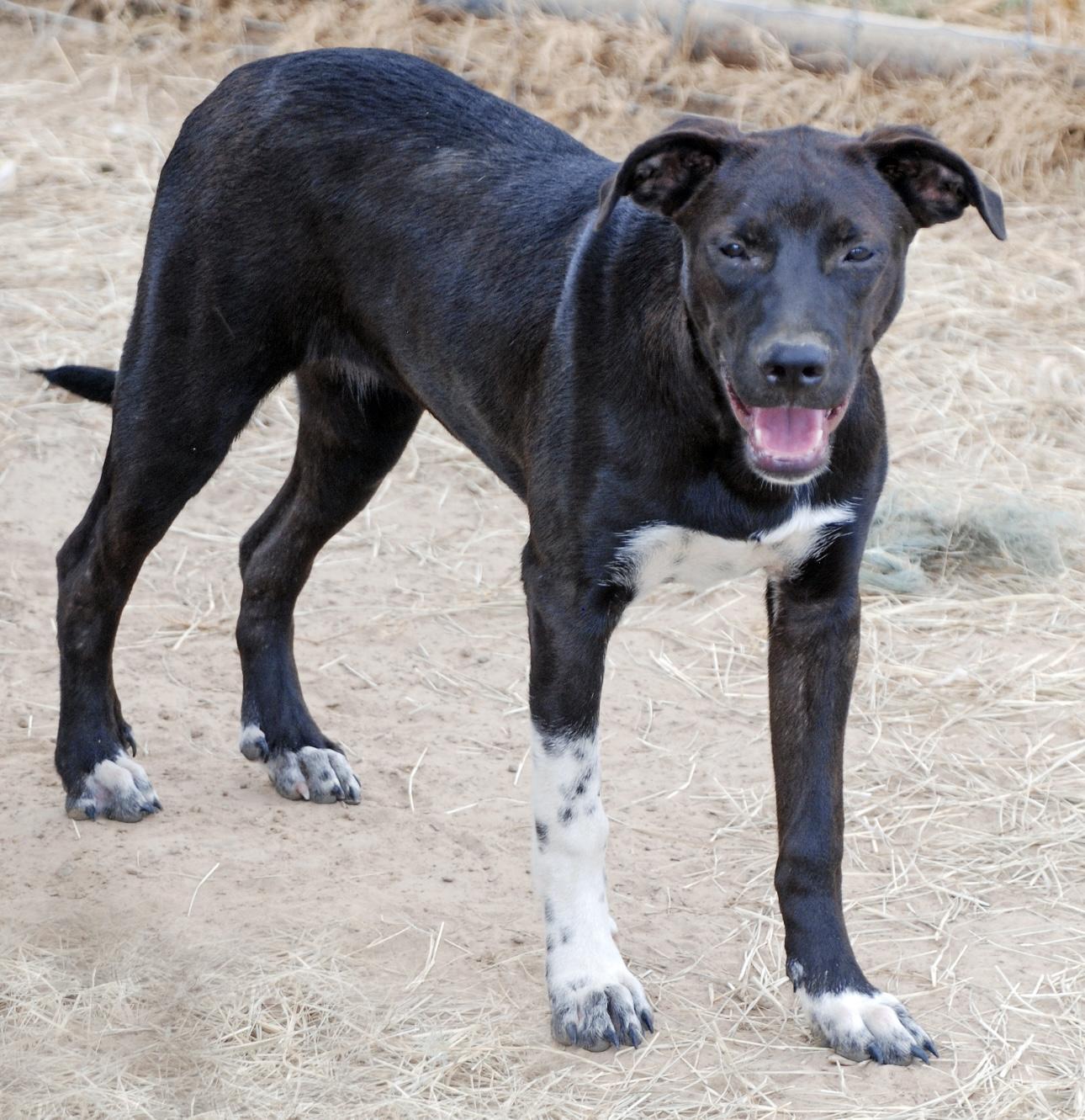 Orange girl, Adoptable, Young Female Labrador Retriever.
