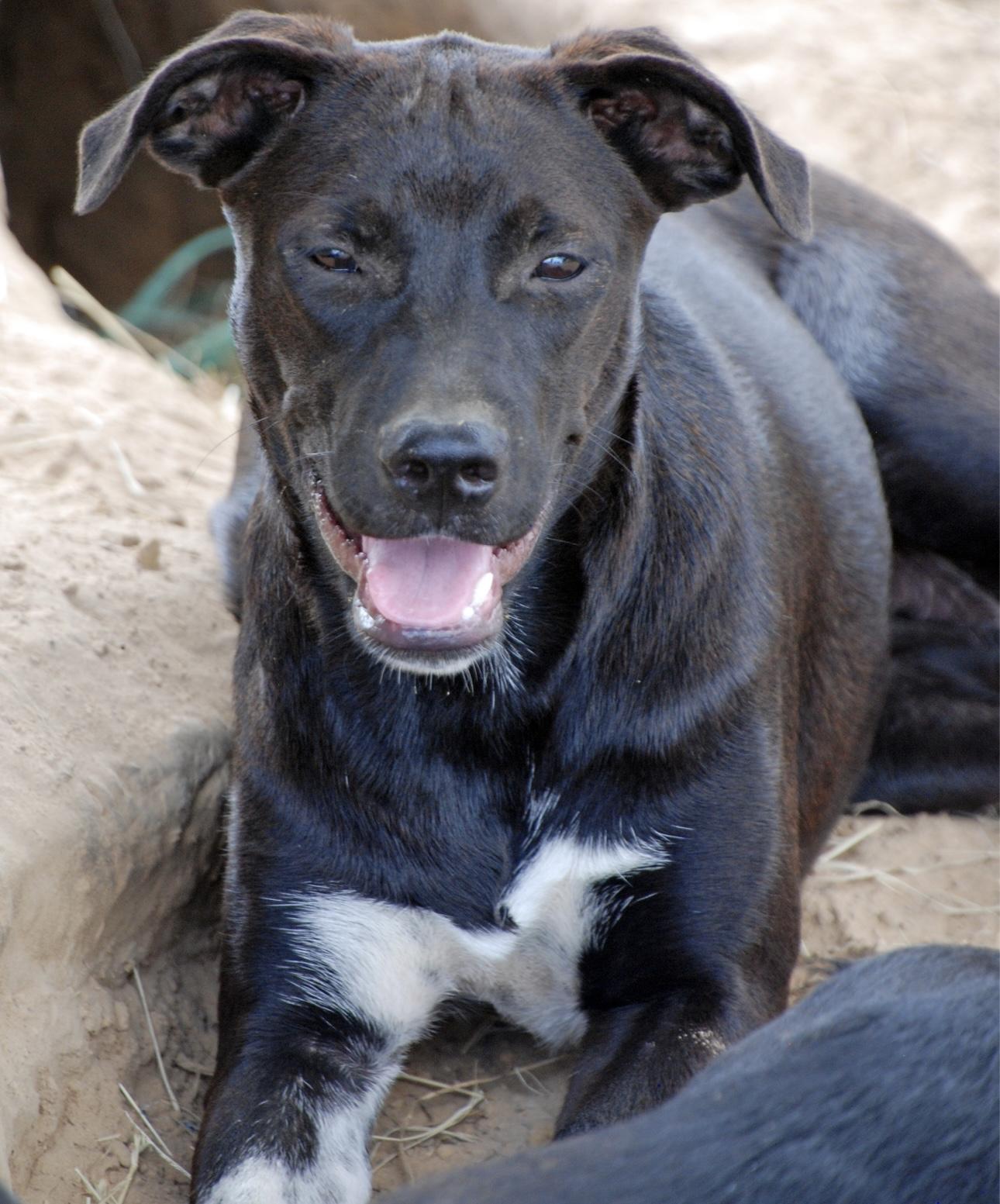 Orange girl, a Adoptable mixed breed in Madisonville, TX image 6/6