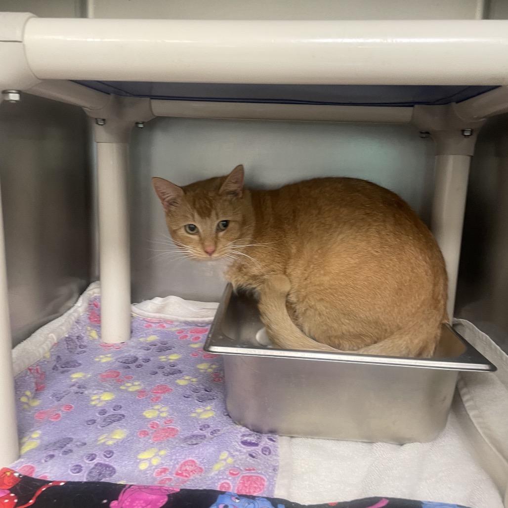 Luther, Adoptable, Adult Male Domestic Short Hair.