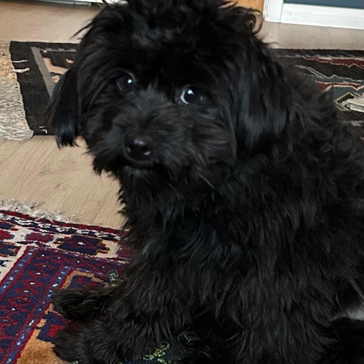 Enlarge Chip, a ADOPTABLE Poodle in Homer Glen, IL image 1/4