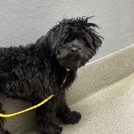 Enlarge Chip, a ADOPTABLE Poodle in Homer Glen, IL image 3/4