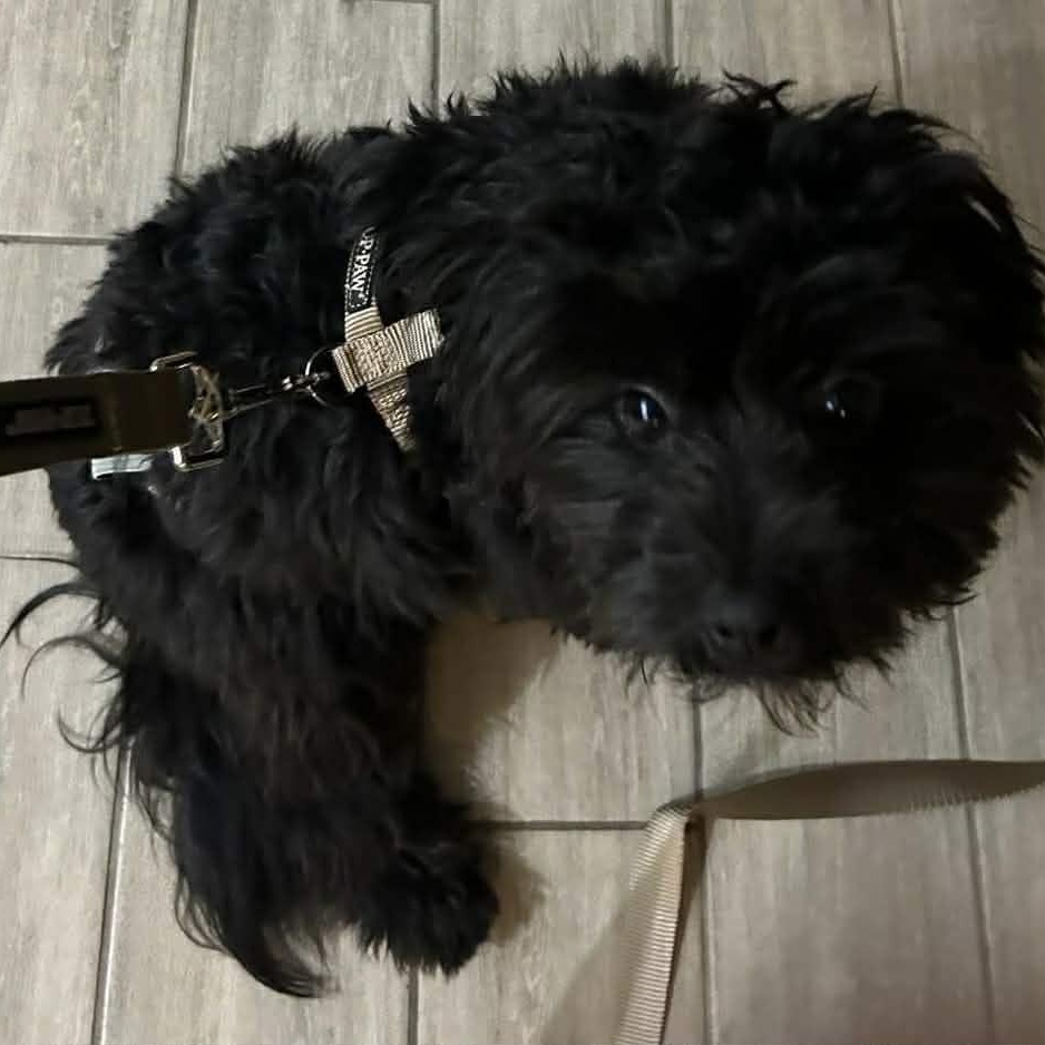 Enlarge Chip, a ADOPTABLE Poodle in Homer Glen, IL image 4/4