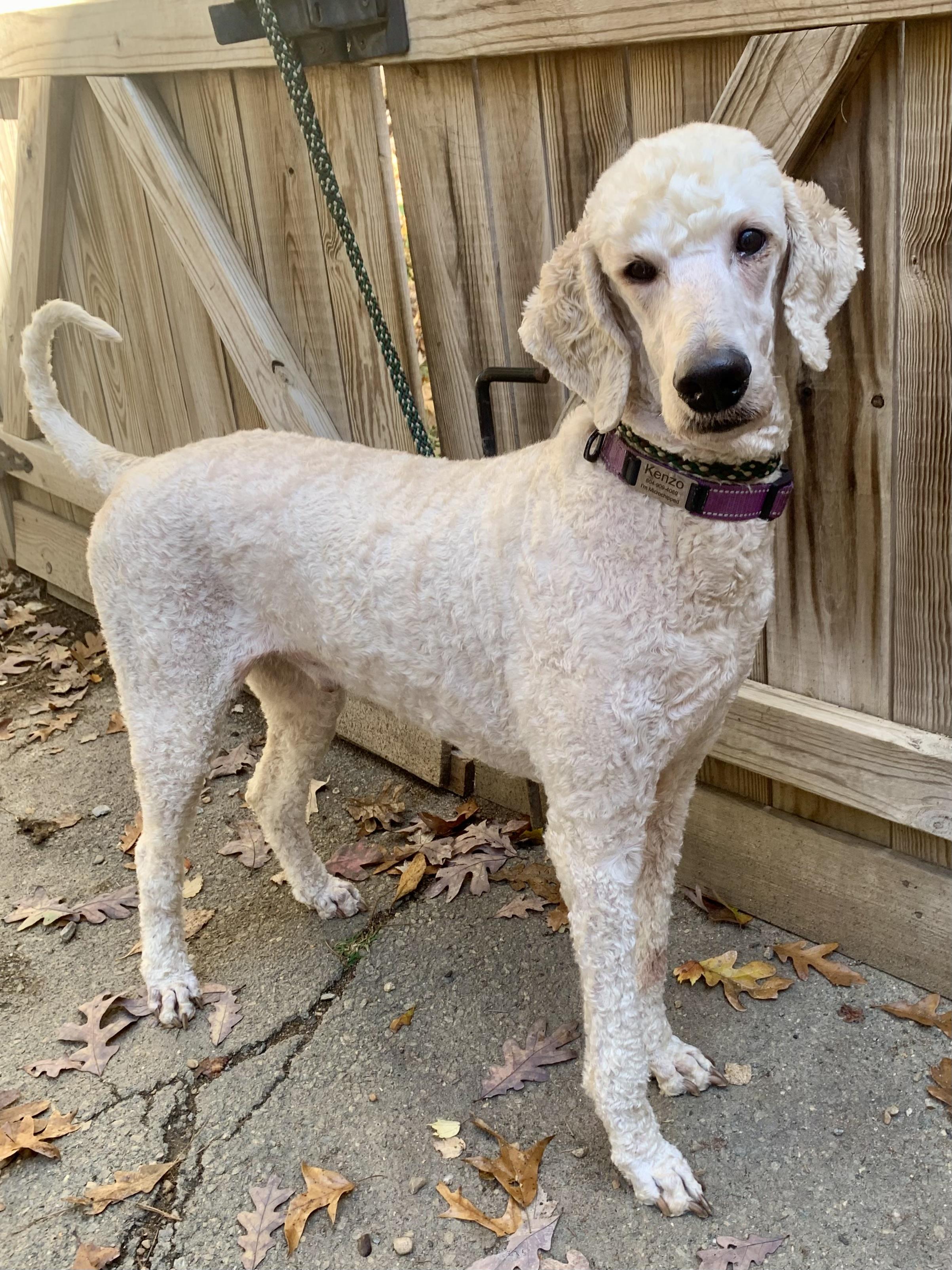 Enlarge Kenzo, a Adoptable Standard Poodle in Richmond, VA image 2/4