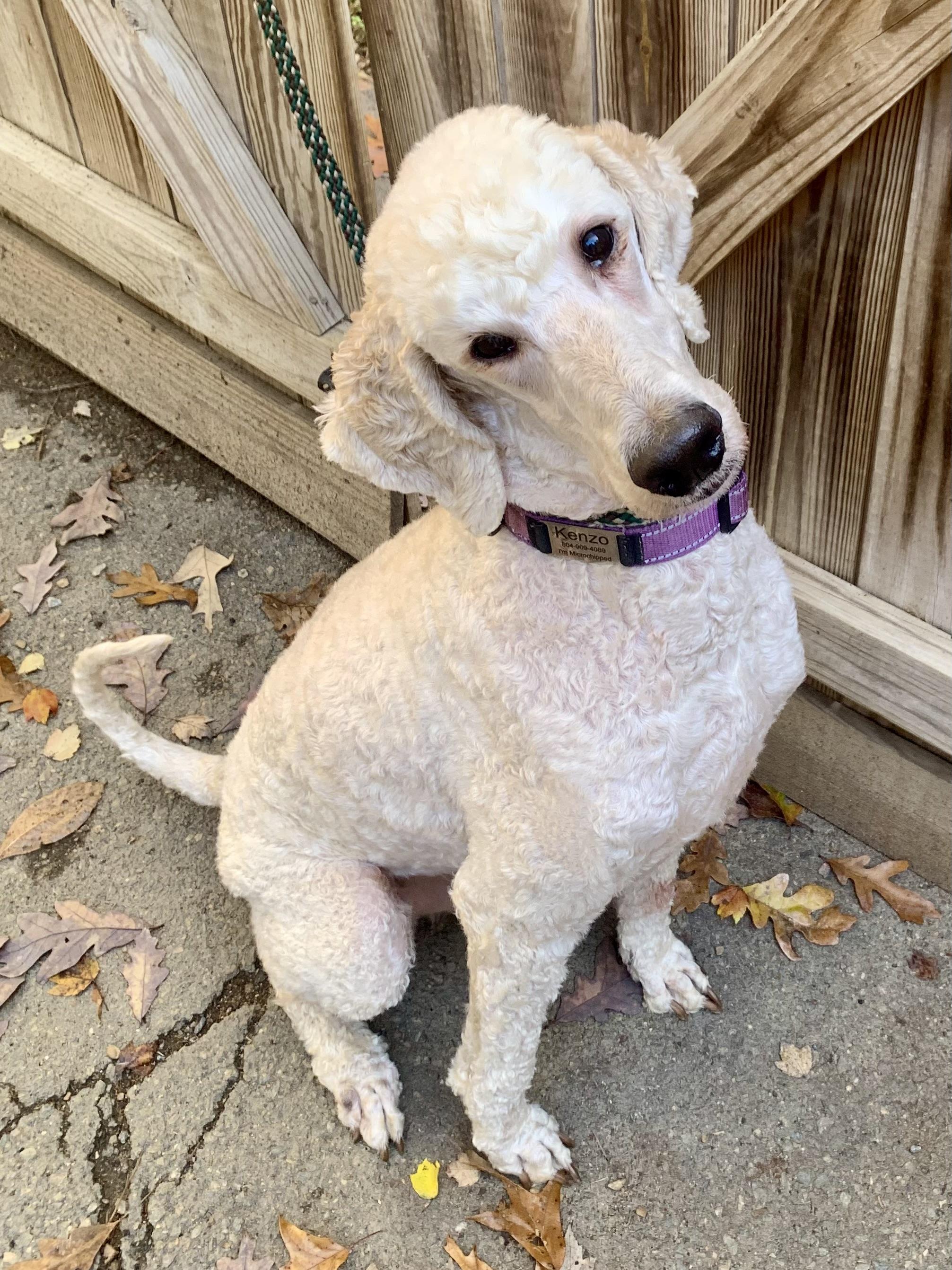 Enlarge Kenzo, a Adoptable Standard Poodle in Richmond, VA image 3/4