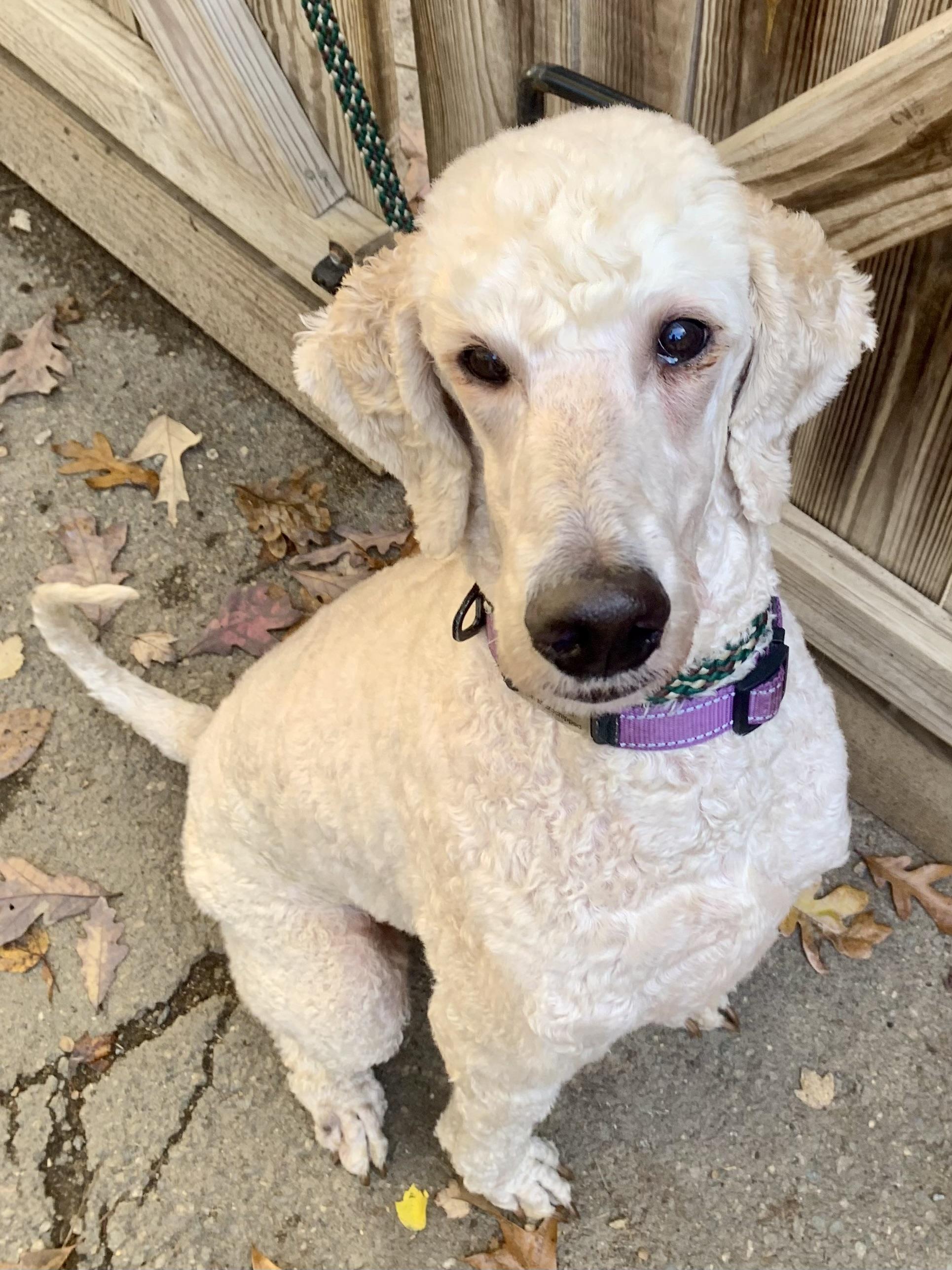 Enlarge Kenzo, a Adoptable Standard Poodle in Richmond, VA image 4/4