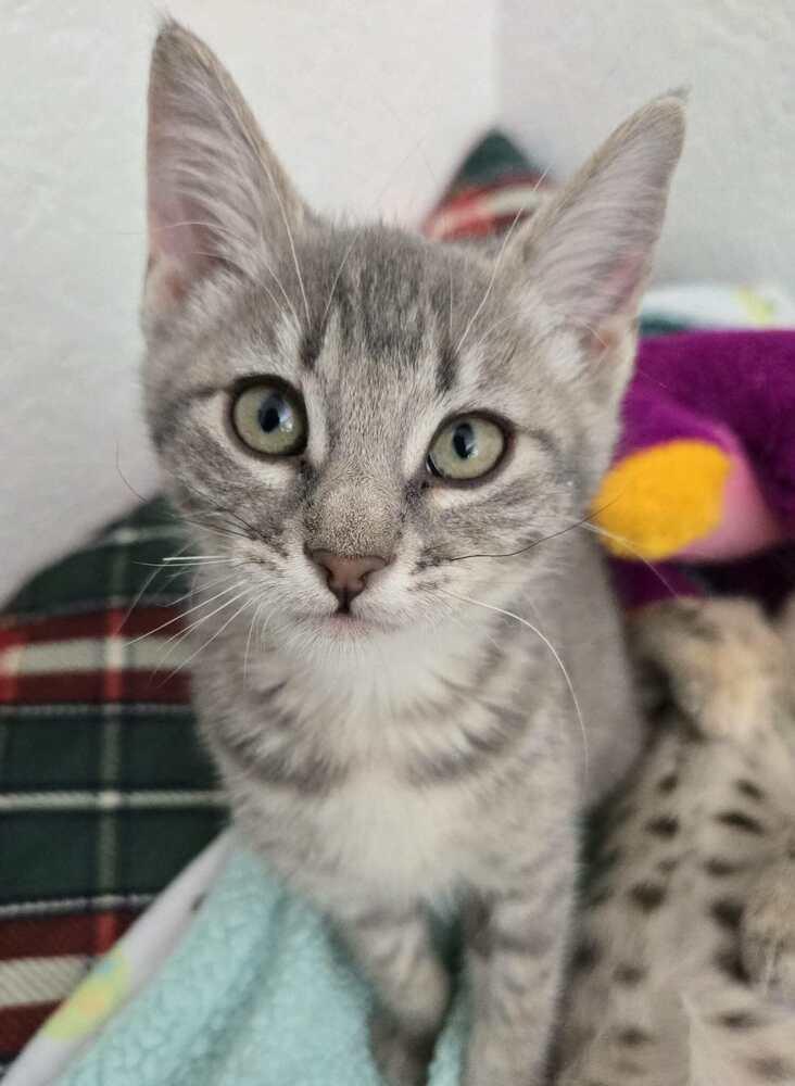 Enlarge Wilma, a Adoptable Domestic Short Hair in Salinas, CA image 1/4