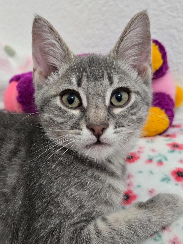 Enlarge Wilma, a Adoptable Domestic Short Hair in Salinas, CA image 2/4