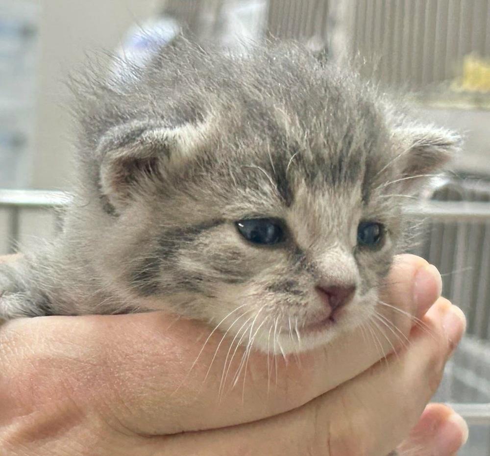 Enlarge Wilma, a Adoptable Domestic Short Hair in Salinas, CA image 4/4