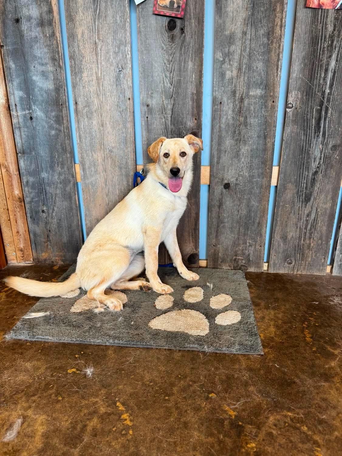 AIBELL 425, an adoptable mixed breed in Milwaukee, WI image 3/3