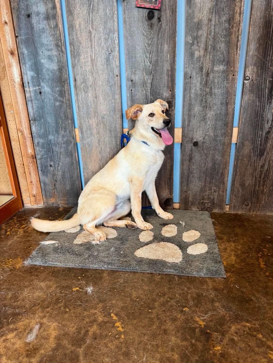AIBELL 425, an adoptable mixed breed in Milwaukee, WI image 2/3