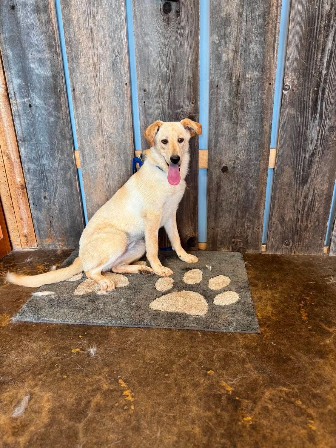 AIBELL 425, adoptable, Young Female Yellow Labrador Retriever.